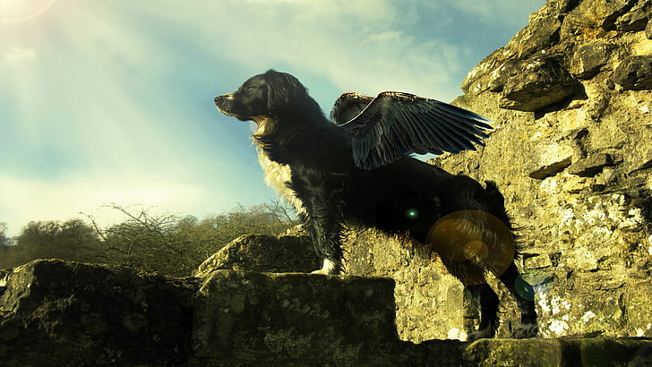Withus Flying Dog HD, stabyhoun bianco e nero con ala, cane, creativo, grafica, creatività e grafica, volo, withus, Sfondo HD