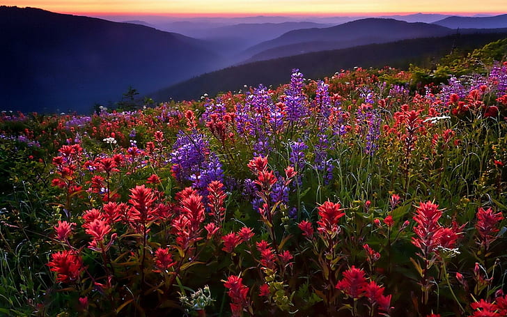 Tarla Çiçekler Dağlar Sis Günbatımı Yüksek Çözünürlüklü Resimler, çiçekler, tarla, yüksek, görüntüler, dağlar, çözünürlük, gün batımı, HD masaüstü duvar kağıdı