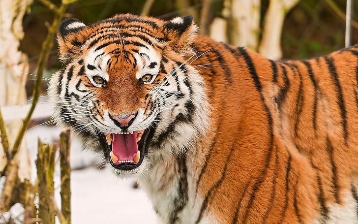 harimau, harimau, binatang, kucing besar, mengaum, Wallpaper HD