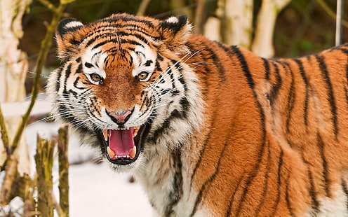 тигр, тигр, животные, большие кошки, рык, HD обои HD wallpaper