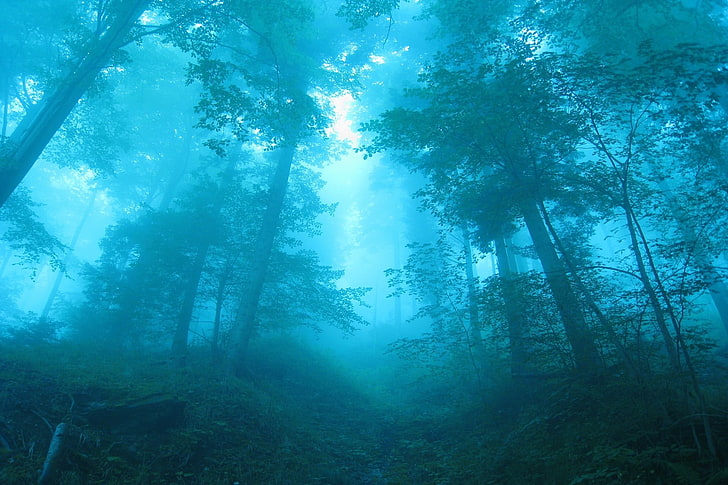 grands arbres verts avec brouillards, brume, forêt, Suisse, paysage, bleu, nature, arbres, chemin, arbustes, soleil, cyan, Fond d'écran HD