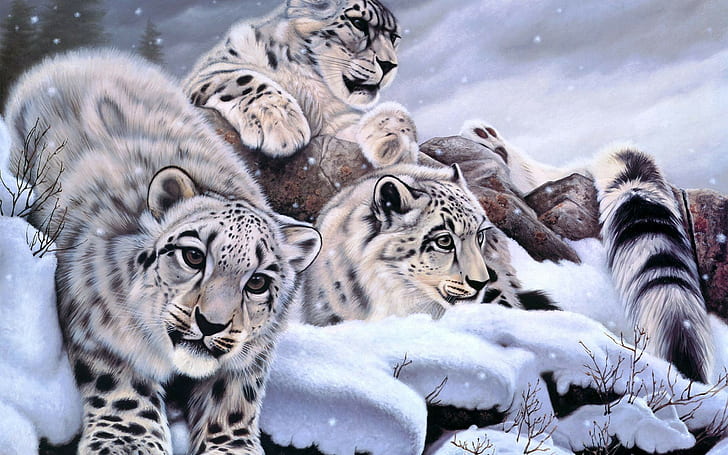 เสือดาว Snow Leopard Painting HD, ดิจิตอล / อาร์ตเวิร์ค, หิมะ, ภาพวาด, เสือดาว, วอลล์เปเปอร์ HD