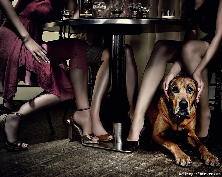 dog, legs, table, HD wallpaper