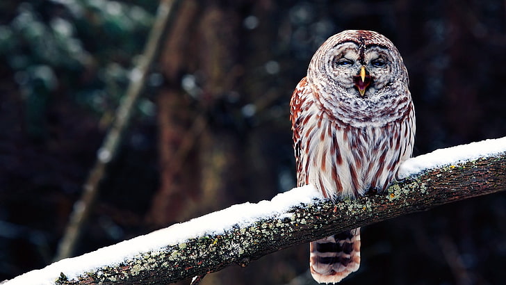 beige and brown owl, birds, branch, owl, snow, HD wallpaper