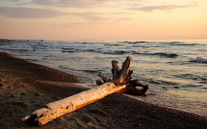 Sonhos de verão, tronco de madeira marrom na beira-mar, praia, galhos, incrível, árvore, linda, pôr do sol, 3d e abstrato, HD papel de parede