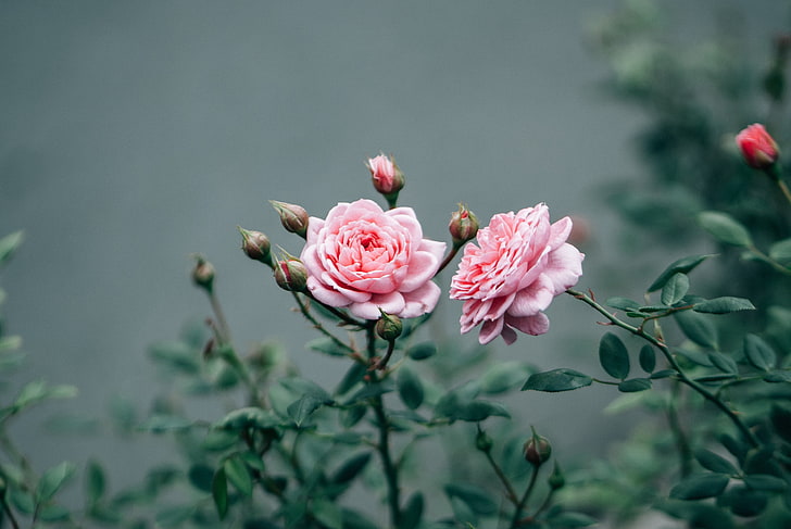 розовые цветы, гербарий, роза, HD обои