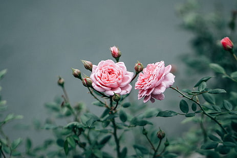 розовые цветы, гербарий, роза, HD обои HD wallpaper