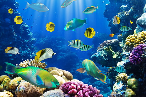 노랑 및 파랑 물고기, 물고기, 수중 세계, 수중, 바다, 물고기, 열대, 암초, 산호, 산호초, HD 배경 화면 HD wallpaper