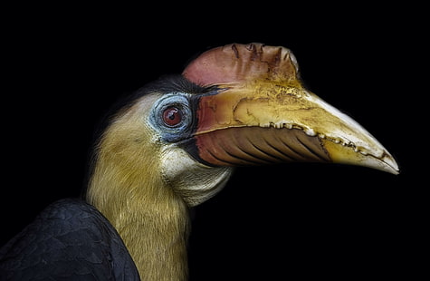 Nashornvogel, Vögel, Tiere, HD-Hintergrundbild HD wallpaper