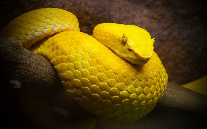 Serpent jaune, serpent jaune, serpent, jaune, Fond d'écran HD