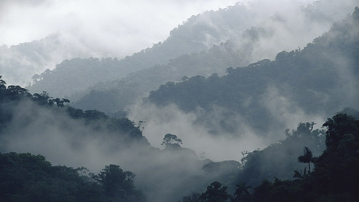 awan putih, gunung, hutan, alam, Wallpaper HD
