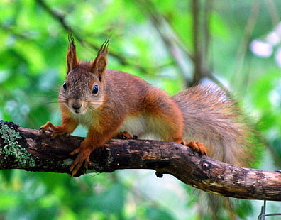 squirrel on tree branch during daytime, red squirrel, red squirrel, red squirrel, tree branch, daytime, orava, Elimäki, Finland, Suomi, wildlife, animal, nikon  D60, Sciurus vulgaris, Kouvola, Finnish, red, cute, sweet, fluffy, tail, ear, tuft, tufts, calendar, shot, Animal Planet, squirrel, rodent, nature, mammal, tree, forest, outdoors, brown, fur, animals In The Wild, eating, branch, nut - Food, autumn, HD wallpaper HD wallpaper