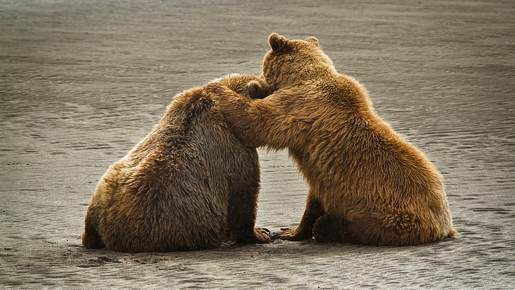 Grizzly Bear Bear Embrace HD, two brown bears, animals, bear, grizzly, embrace, HD wallpaper