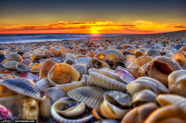 sea of clams, Seashells, Beach, Sunrise, Hutchinson-Island, Florida, sea, clams, bath, captain, kimo, clam, hdr image, hdr photography, review, software, high dynamic range, ocean, photomatix pro, shells, topaz, gear, me, nature, sand, animal Shell, HD wallpaper