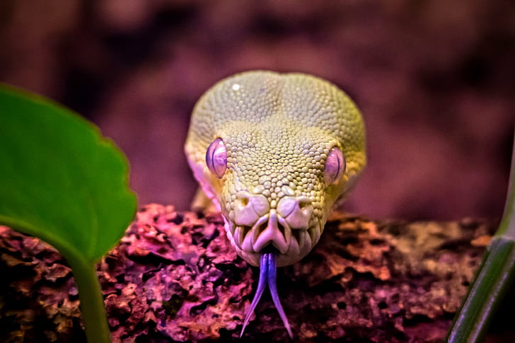 Schlange mit violettem Auge und Zunge heraus, violett, Auge, Schlange, Tiere, Tier, Albtraum, Dein, Zunge, HD-Hintergrundbild