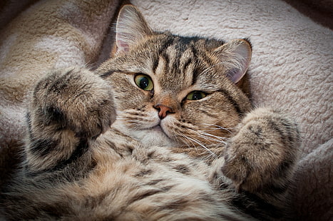 коричневый полосатый кот, кот, морда, толстая, пушистая, HD обои HD wallpaper