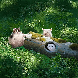 gatos, memes, natureza, árvores, grama, humor, HD papel de parede HD wallpaper