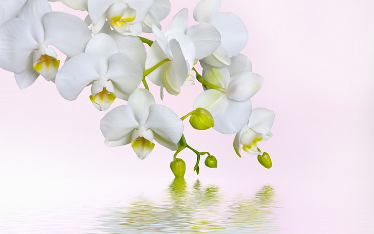 orchidée, Fond d'écran HD