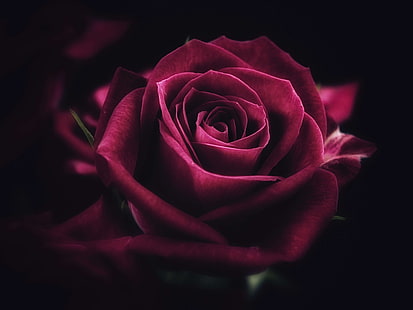 Rose, Blumen, Pflanzen, Makro, rot, HD-Hintergrundbild HD wallpaper