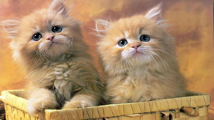 kucing, keranjang, kumis, anak kucing, Wallpaper HD