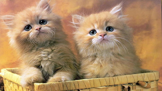 Katzen, Korb, Schnurrhaare, Kätzchen, HD-Hintergrundbild HD wallpaper