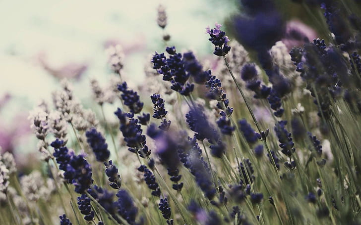flowers, lavender, purple flowers, HD wallpaper
