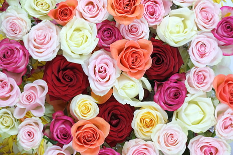 assorted-color roses, roses, flowers, colorful, HD wallpaper HD wallpaper