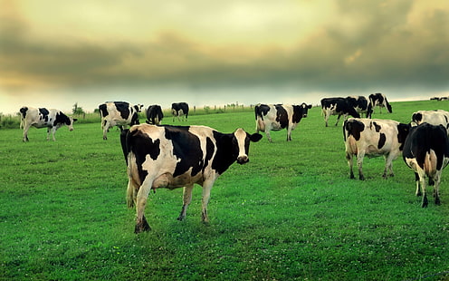 白黒の牛、牛、草、動物の群れ、 HDデスクトップの壁紙 HD wallpaper