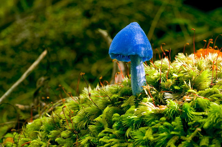blue mushroom on green moss, Blue mushroom, Entoloma hochstetteri, New Zealand, Cycle touring, cycling, travel, Abel Tasman  Inland Track, taxonomy, binomial, fungus, nature, forest, autumn, mushroom, close-up, plant, season, moss, cap, HD wallpaper