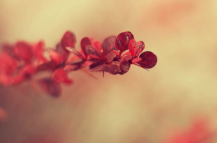 การถ่ายภาพมาโครของดอกไม้สีแดงกลีบดอกสีแดงตอนเช้าการถ่ายภาพมาโครควิเบกมอนทรีออล Brossard ธรรมชาติฤดูใบไม้ร่วงหมอกต้นไม้พืชดอกไม้ใบไม้แดงหยดน้ำค้างระยะชัดลึก dof Canon eos กบฎ DSRL, 700d, องค์ประกอบ, โฟกัส, รายละเอียด, ตื้น, สี, ระยะใกล้, ความงามในธรรมชาติ, วอลล์เปเปอร์ HD