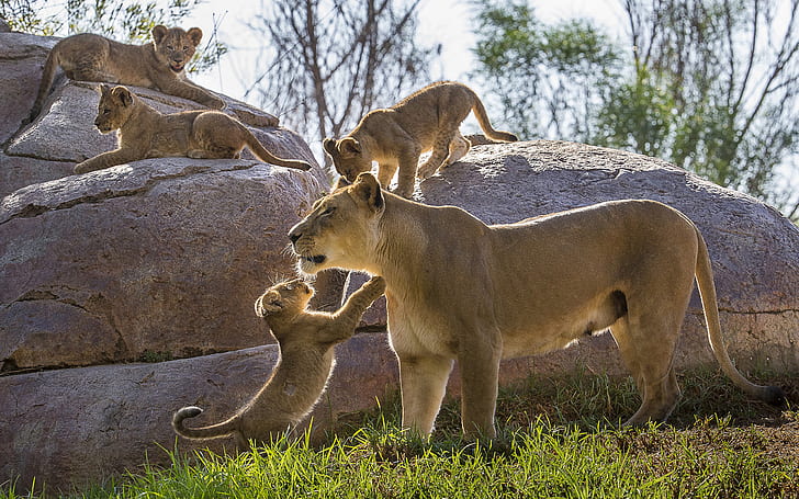Lion Cub HD, zwierzęta, lew, młode, Tapety HD