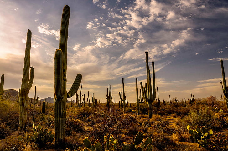 Kaktus hijau banyak dikelilingi oleh tanaman, gurun sonoran, gurun sonoran, gurun Sonoran, II, hijau, kaktus, banyak, tanaman, Pir Berduri, Matahari Terbit, Bentang Alam, Arizona, Monumen Nasional Saguaro, Perjalanan, Tucson, Kaktus saguaro, alam, pemandangan,matahari terbenam, pemandangan, langit, di luar rumah, Wallpaper HD