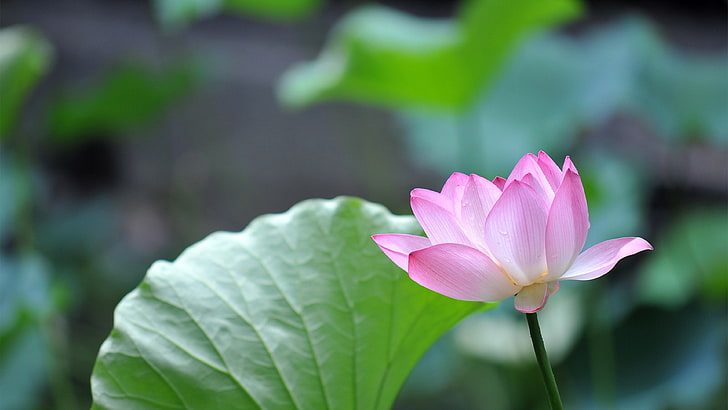 bunga petaled pink dan hijau, hijau, bunga pink, alam, bunga lotus, Wallpaper HD
