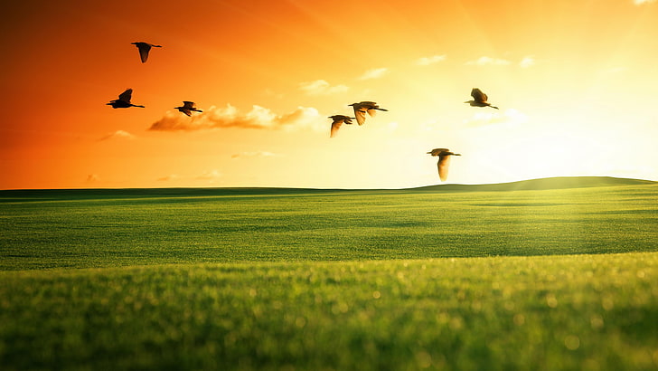 pássaro, campo, 5k uhd, pastagens, céu, voar, grama, pradaria, raio de sol, voador, prado, planície, luz solar, horizonte, HD papel de parede