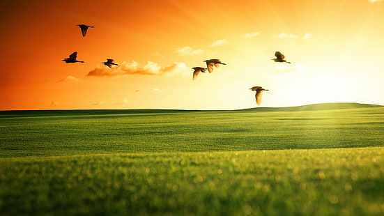 птица, поле, 5k uhd, пасище, ​​небе, 5k, муха, трева, прерия, слънчев лъч, летене, ливада, равнина, слънчева светлина, хоризонт, HD тапет HD wallpaper