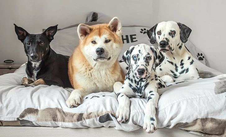 Psy, pies, akita, dalmatyńczyk, Tapety HD