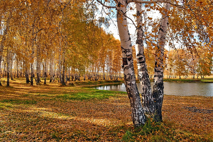 Autumn Park, trees, Dekstop, Nature, park, Lake, HD wallpaper