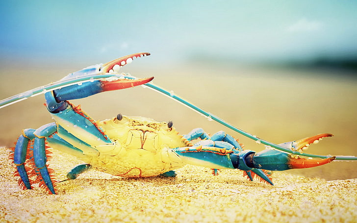 crabs, nature, sea life, colorful, HD wallpaper