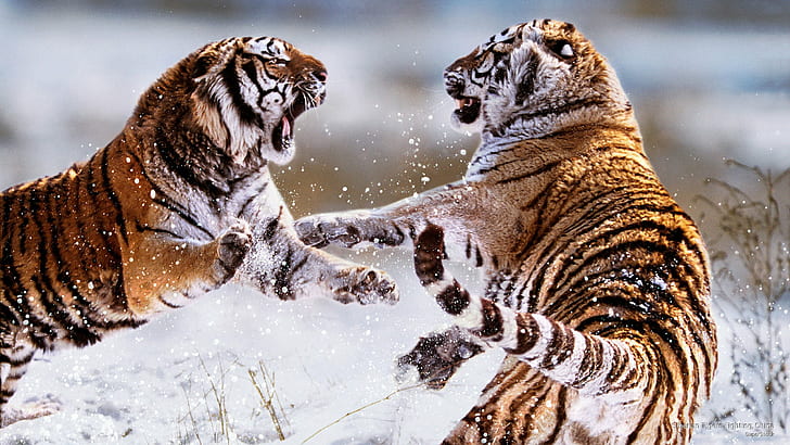 Siberian Tigers Fighting, Chiny, Animals, Tapety HD