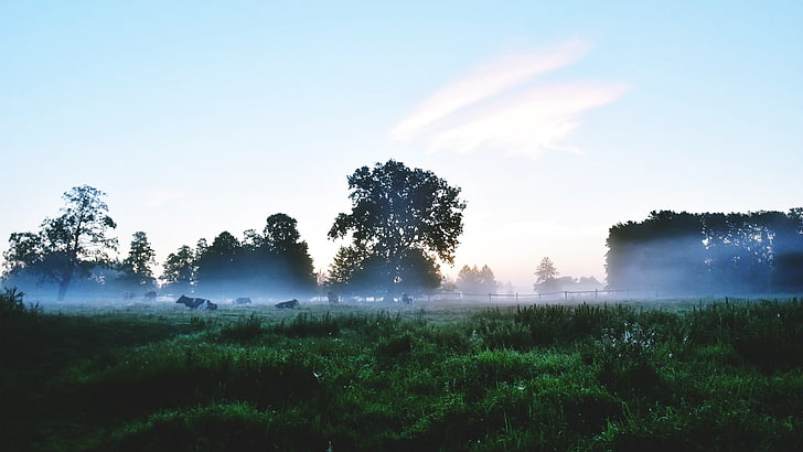 العشب الأخضر ، المناظر الطبيعية ، النهر ، الصباح ، الشمس ، السماء الصافية ، أشجار البلوط ، الغابة ، التصوير الفوتوغرافي ، Justyna Ferska ، بولندا، خلفية HD