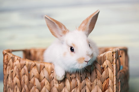 Bunny, animal, basket, cute, rabbit, rodent, HD wallpaper HD wallpaper