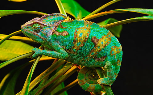 Reptiles, camaleón, animal, colorido, verde, lagarto, planta, camaleón velado, Fondo de pantalla HD HD wallpaper