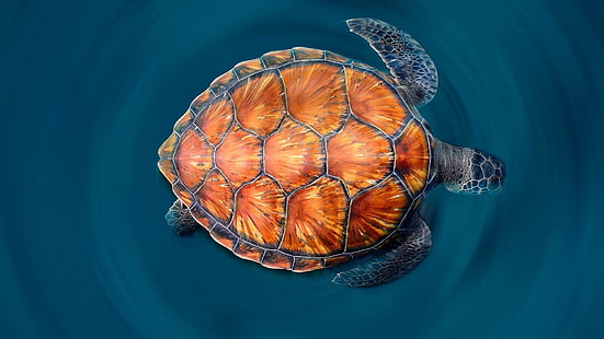 морская черепаха, голубая вода, удивительно, ракушка, море, черепаха, HD обои HD wallpaper