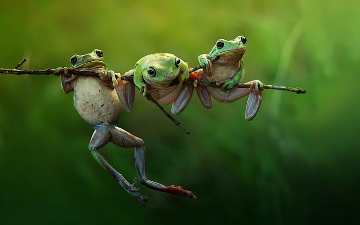 Three Frogs on a Branch, frogs, branch, HD wallpaper