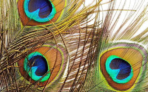 깃털 HD, 공작 깃털, 사진, 깃털, HD 배경 화면 HD wallpaper