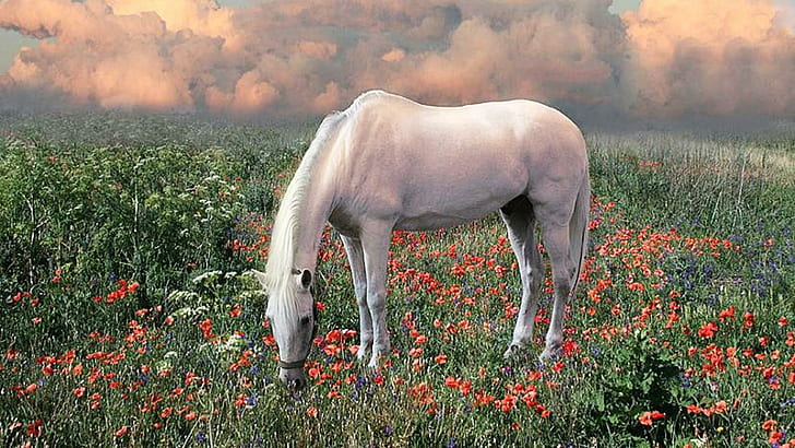 Kwiaty na wzgórzu, zwierzęta, białe konie, kucyki, przyroda, dzika przyroda, wzgórze, kwiaty, Tapety HD