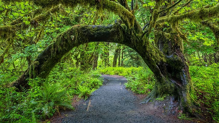 Olympic National Park, USA, Washington, nature, forest, trees, moss, plants, path, HD wallpaper