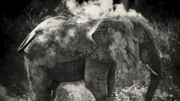 gajah abu-abu, gajah, monokrom, Wallpaper HD
