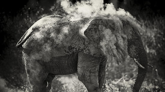 grauer Elefant, Elefant, einfarbig, HD-Hintergrundbild HD wallpaper