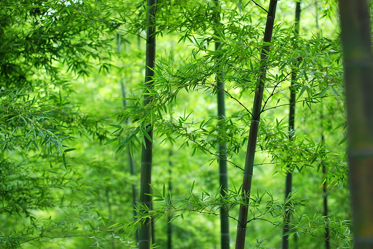 bamboo tree, forest, leaves, bamboo, trunk, HD wallpaper